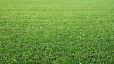 Mein Rasen ist uneben – wie kann ich ihn begradigen?