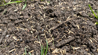 Was sollte bei der Auswahl von Rasensamen beachtet werden?