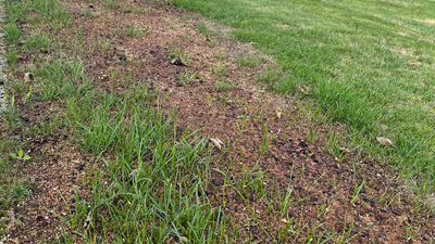 Welche Rasensamensorte ist für starke Beanspruchung geeignet?