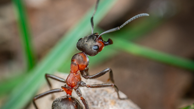 Was tun bei Ameisen im Rasen?