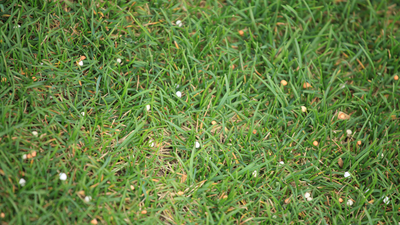 Wann sollte ich mit der ersten Düngung beginnen?