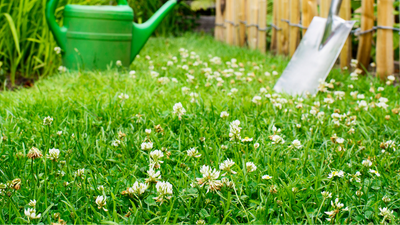 Klee im Rasen – was tun gegen Weißklee & Co.?