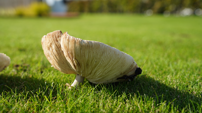 Pilze im Rasen - Die Ursachen und was du dagegen tun kannst