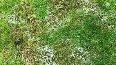 Schneeschimmel im Rasen vorbeugen und bekämpfen