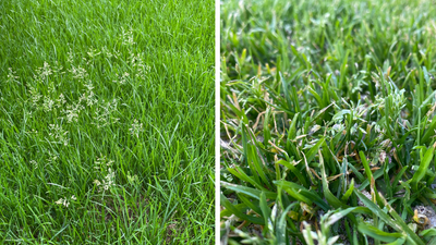 Unterschied zwischen Poa annua und Poa pratensis – Rasenwissen kompakt