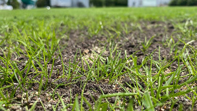 Waarom het een goed idee is om uw gazon in de herfst opnieuw in te zaaien