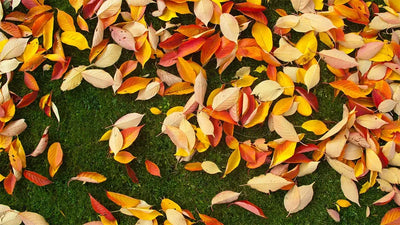 Rasenpflege im Herbst - Fit durch die nasskalte Jahreszeit