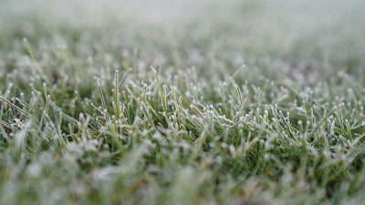 Rasen säen bei Frost