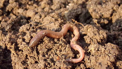 Regenwürmer im Rasen - Alles, was du darüber wissen solltest. 