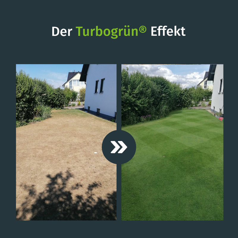 Sport- und Spielrasen