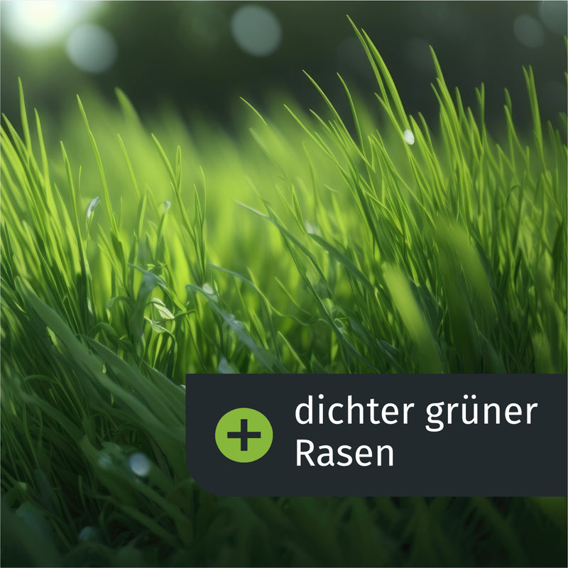 dichter grüner Rasen