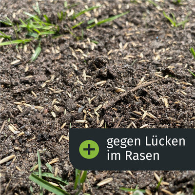 Gegen Lücken im Rasen