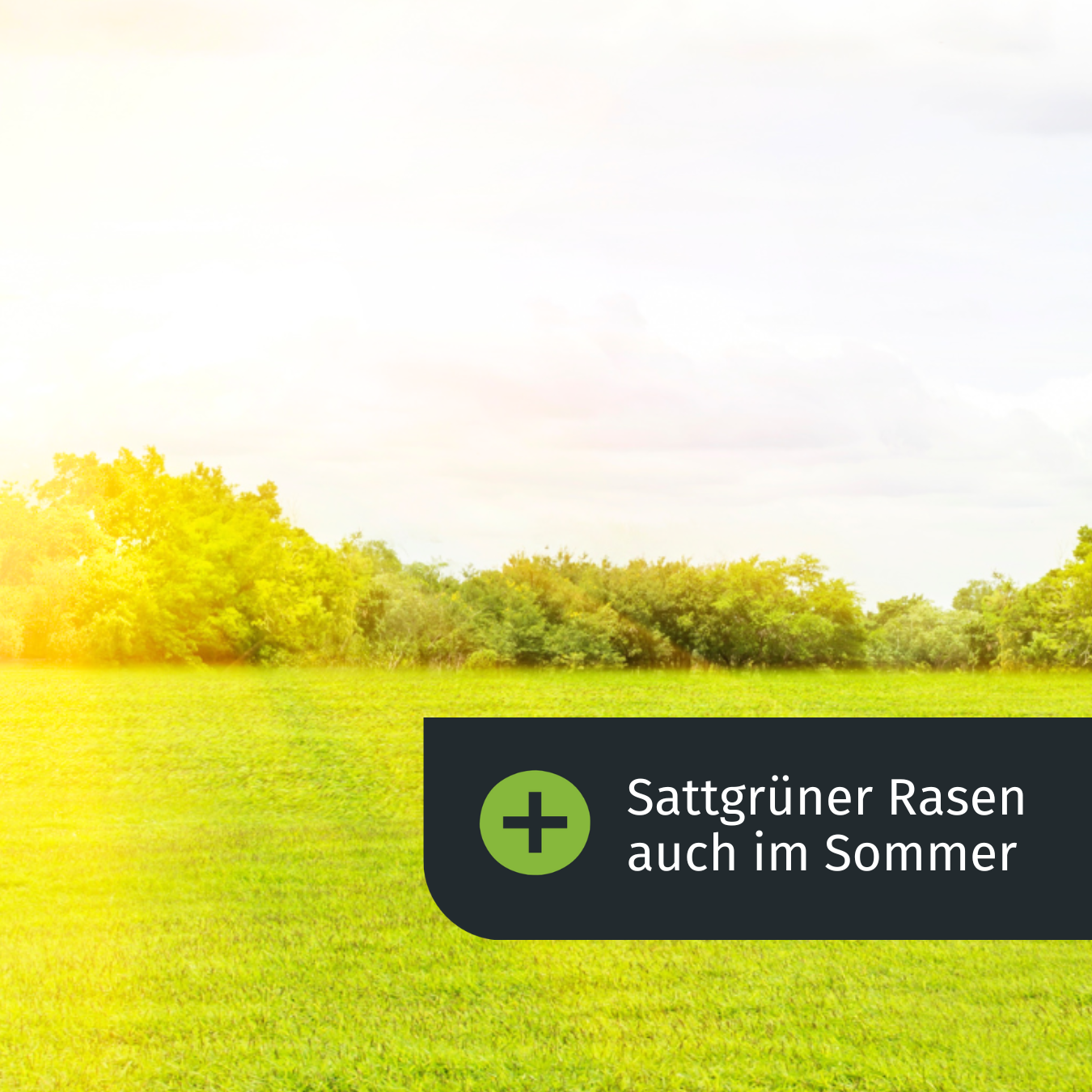 Sommer-Rasendünger